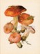 Bare-toothed Russula - Russula Vesca - Illustration By A. Shipilenko - Mushrooms - 1976 - Russia USSR - Unused - Mushrooms