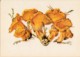 Chanterelle - Cantharellus Cibarius - Illustration By A. Shipilenko - Mushrooms - 1976 - Russia USSR - Unused - Mushrooms