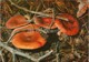 Rufous Milkcap Mushroom - Lactarius Rufus - Mushrooms - 1980 - Russia USSR - Unused - Paddestoelen