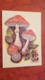 USSR. Amanita. Forest. Mushroom - Maxicard 1986 - Pilze