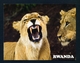 RWANDA - Lions In Akagera National Park Used Postcard As Scans - Ruanda