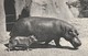 Rare Cpa Hippopotames - Hipopótamos
