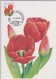 Buzin Tulipa 12-12-2001 - 2001-2010