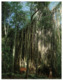 (A 15) Australia - QLD - Curtain Fig Tree - Atherton Tablelands