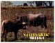 (A 21) Australia - VIC - Golden River (with Indian Water Buffalo / Cow) - Mildura