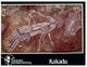 (B 18) Australia - NT - Kakadu Art Paintings - Kakadu