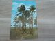 Floride - Typical Setting Of Florida The Palm Trees Swaying In The Gentle Tradewinds - 80801 Editions Fnc - Année 1981 - - Orlando