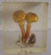 CHAMPIGNON EN INCLUSION - PRESSE PAPIER OU AUTRE - Briefbeschwerer