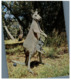 (G 12) Australia - SA - Kangaroo Island (Kingscote) Kangaroo With Joey (with 2 Holes) - Kangaroo Islands