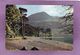 The Buttermere Pines Cumberland Are Lakeland's Most Famous Frees - Buttermere