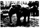 (I 5) France - (black & White Card) Paris Elepant In Zoo De Vincennes (+ - Alice Springs