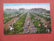 Picking & Sun Drying Raisin Grapes  California > Fresno    County    Ref  4390 - Fresno