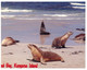 (Q 3) Australia -  SA - Kangaroo Island Seal Bay - Kangaroo Islands