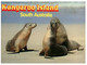 (Q 11 A) Australia -  SA - Kangaroo Island - Seals (KAI 1) - Kangaroo Islands