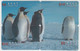 Delcampe - BIRD PINGUIN 20 PUZZLES OF 80 CARDS - Pinguins