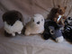 Vintage - 6 Mini Peluches - Âne écureuil Zèbre Panthère Noire Phoque Morse - Cuddly Toys