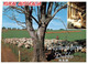 (U 1 A) Australia -  NSW - Dubbo Sheep Farming (top Of Card Shorten)   W635A - Dubbo