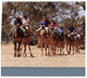 (U 25) Australia  - NT - Alice Springs Todd River (Dry - No Water)  Camel Safari - Alice Springs