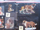 Delcampe - SCRAPS_MAP25 COLLECTION Anno 1880 à 1900 Litho Prints (count Yourself ) Die-cuts Anthropomorph Dogs Hunden Chien - Tiere