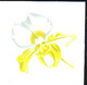 EAST GERMANY (1968) Paphiopedilum Albertianum. Series Of 3 Progressive Imperforate Proofs. Scott No 1058 - Sonstige & Ohne Zuordnung