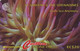 STVINCENT : 052G 20 Giant Sea Anemone USED - St. Vincent & Die Grenadinen