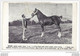 Photo Format Cpa Héloise Pouliche Postère Alezane Madame Quillévéré De Keralivin - Supplément à La Bretagne Hippique - Reitsport