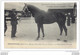 Photo Format Cpa Granville Alezan 1 Prime étalons Normands Concours Central Hippique Supplément à La France Chevaline - Horse Show