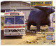 (GG 26) Australia - NT - Darwin, Buffalo Shed (with Adventours Bus) And World Largest Buffalo Lefty (statue) - Darwin
