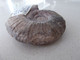 FOSSILE.RARE AMMONITE SIEMIRODZKIA AURIGERA.NIEVRE..MASSE.80g.6X6.5CM - Fossilien