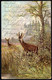 C5860 - M. Müller Jun. München Künstlerkarte - Rotwild Hirsch Jagd - K.&B.D. - Müller, August - München