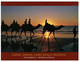(JJ 11) Austrlia - QLD - Broome - Cable Beach - Camel Ride - Broome