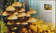 POLAND 2012 Booklet / Edible And Poisonous Mushrooms In Polish Forests / Full Sheet MNH** - Libretti