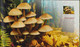 POLAND 2012 Booklet / Edible And Poisonous Mushrooms In Polish Forests / Full Sheet MNH** - Carnets