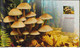 POLAND 2012 Booklet / Edible And Poisonous Mushrooms In Polish Forests / Full Sheet MNH** + 2 X FDC FV - Libretti