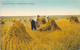 SASKATCHAWAN - MILES OF WHEAT - AGRICULTURE, MOISSON - Other & Unclassified