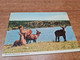 Postcard - Zambia    (V 35595) - Zambia