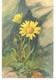 Delcampe - Illustrateur A.HALLER Lot  12 Cartes Fleurs Imprimées En  Suisse - Haller, A.