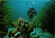 CPM AK Bonaire's Beautiful Underwater English Garden BONAIRE (750233) - Bonaire