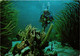 CPM AK Bonaire's Beautiful Underwater English Garden BONAIRE (750252) - Bonaire