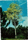CPM AK Gréenheart Trée In Full Bloom In The Forest SURINAME (750406) - Surinam