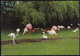 Schweiz - 8355 Aadorf - Flamingos - Nice Stamp - Aadorf
