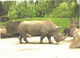 Walking Rhinoceros In Zoo - Neushoorn