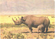 Rhinoceros With Son In Africa - Neushoorn