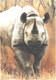 Rhinoceros Walking On Savan - Neushoorn