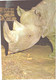 Black Rhinoceros, Diceros Bicornis, Large Size Postcard, 1989 - Neushoorn