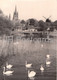 Werder - Havel - Inselansicht - Swan - Birds - Germany - Unused - Werder