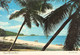 BAHAMAS - TYPICAL BEAUTIFULL BEACH / P42 - Bahamas