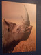 TANZANIA - Rhino - Modern Postcard - Rhinoceros