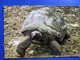 TORTUE - Schildkröten