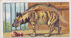 16 Striped Hyena - Animals At The Zoo, 1924 - Morris Cigarette Card - Original - Wildlife - Phillips / BDV